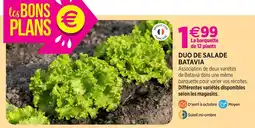 Delbard Duo de salade batavia offre