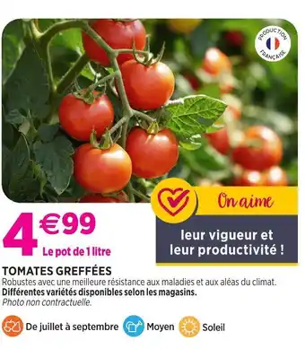 Tomates greffées
