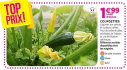 Delbard Courgettes offre