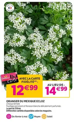Delbard Ecloz oranger du mexique ecloz offre
