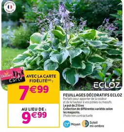 Delbard Ecloz feuillages décoratifs ecloz offre