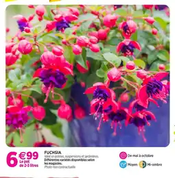 Delbard Fuchsia offre