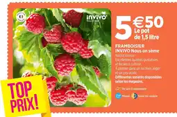 Delbard Invivo nous on sème framboisier invivo nous on sème offre