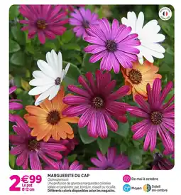 Delbard Marguerite du cap offre