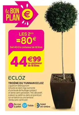 Delbard Ecloz troène du yunnan ecloz offre