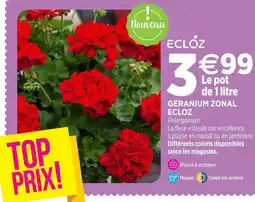 Delbard Ecloz géranium zonal ecloz offre