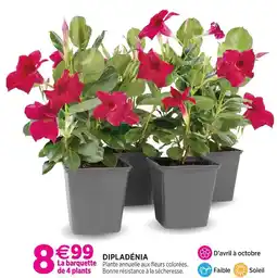 Delbard Dipladénia offre