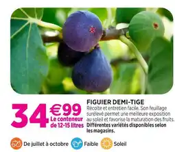 Delbard Figuier demi-tige offre