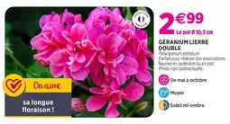 Delbard Géranium lierre double offre