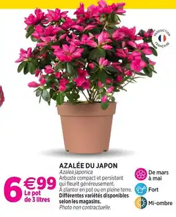 Delbard Azalée du japon offre