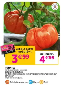Delbard Tomates offre