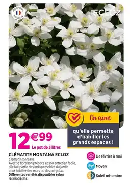 Delbard Ecloz clématite montana ecloz offre