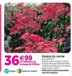 Delbard Érable du japon offre