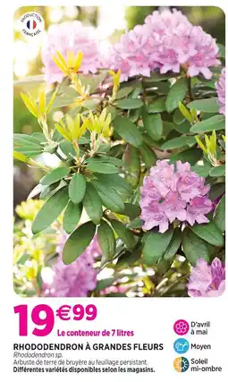 Delbard Rhododendron à grandes fleurs offre