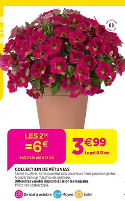 Delbard Collection de pétunias offre