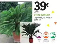 E.Leclerc Jardi Avril - cycas revoluta offre