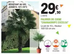 E.Leclerc Jardi Avril - palmier de chine offre
