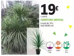 E.Leclerc Jardi Avril - cordyline indivisa offre