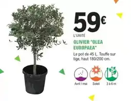 E.Leclerc Jardi Olivier olea europaea offre
