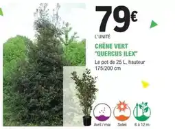 E.Leclerc Jardi Chêne vert quercus itex offre