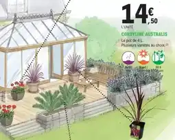 E.Leclerc Jardi Cordyline australis offre