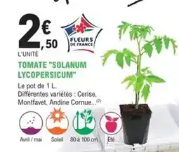 E.Leclerc Jardi Avril - tomate solanum offre