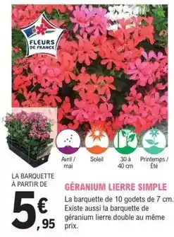 E.Leclerc Jardi Avril - géranium lierre simple offre