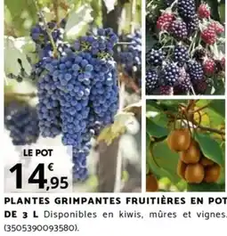 Bricomarché PLANTES GRIMPANTES FRUITIÈRES EN POT DE 3 L offre