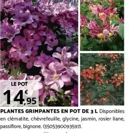Bricomarché PLANTES GRIMPANTES EN POT DE 3 L offre