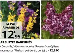 Bricomarché ARBUSTES PARFUMÉS offre