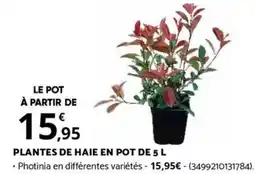Bricomarché PLANTES DE HAIE EN POT DE 5 L offre