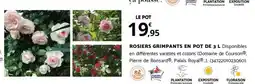 Bricomarché ROSIERS GRIMPANTS EN POT DE 3 L offre