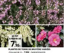 Bricomarché PLANTES DE TERRE DE BRUYÈRE VARIÉES offre