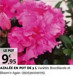 Bricomarché AZALÉE EN POT DE 3 L offre