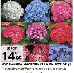 Bricomarché HYDRANGEA MACROPHYLLA EN POT DE 5L offre