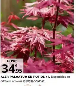 Bricomarché ACER PALMATUM EN POT DE 5 L offre