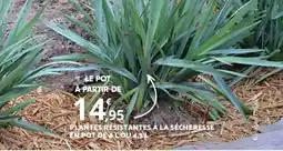 Bricomarché PLANTES RÉSISTANTES À LA SÉCHERESSE EN POT DE 4 LOU 4,5 L offre