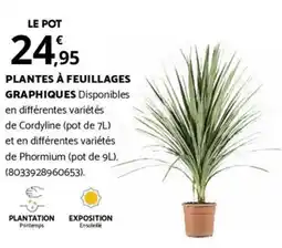 Bricomarché PLANTES À FEUILLAGES GRAPHIQUES offre