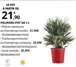 Bricomarché PALMIERS POT DE 7 L offre