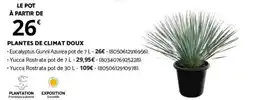 Bricomarché PLANTES DE CLIMAT DOUX offre