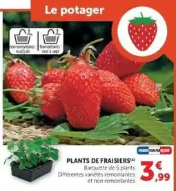 Super U PLANTS DE FRAISIERS offre