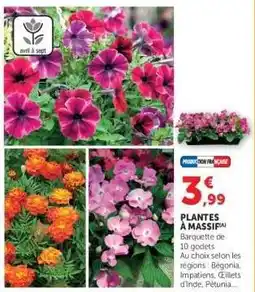 Hyper U Plantes à massif offre