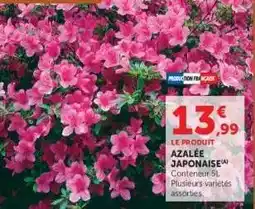Hyper U Azalée Japonaise offre