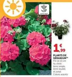 Hyper U PLANTS DE GÉRANIUM offre