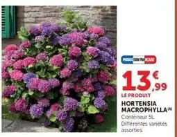 Super U HORTENSIA MACROPHYLLA offre