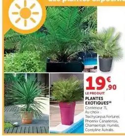 Hyper U PLANTES EXOTIQUES offre