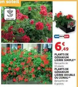 Hyper U Plants de Géranium Lierre offre