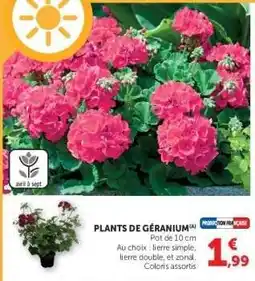 Super U PLANTS DE GÉRANIUM offre
