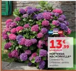 Hyper U HORTENSIA MACROPHYLLA offre