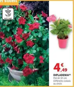 Hyper U Dipladenia offre
